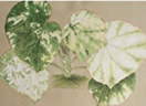 jardins2