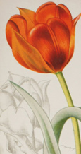 jardins3